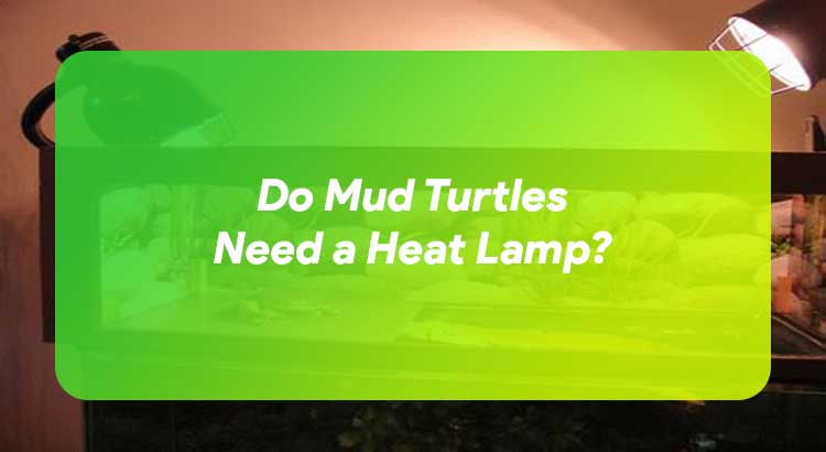 Do Mud Turtles Need a Heat Lamp