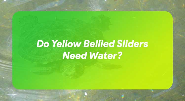 Do Yellow Bellied Sliders Need Water?