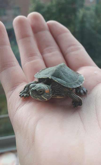 turtle travel tag