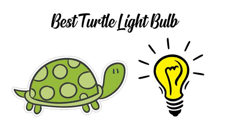 Best Turtle Light Bulb
