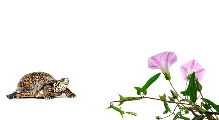 Can Tortoises Eat Bindweed? Is It Dangerous?