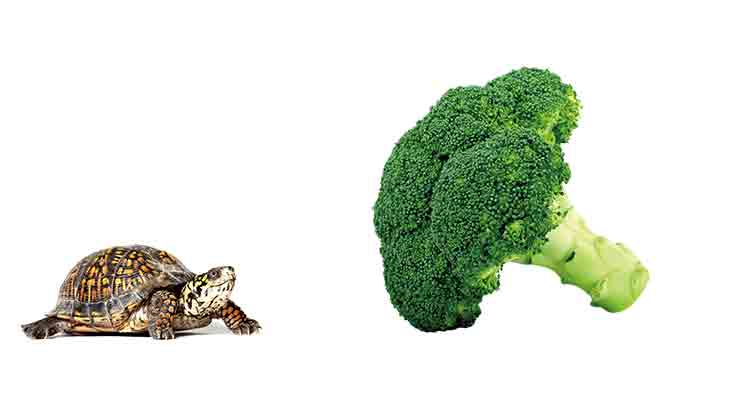 Can Tortoises Eat Broccoli? Is It Dangerous?