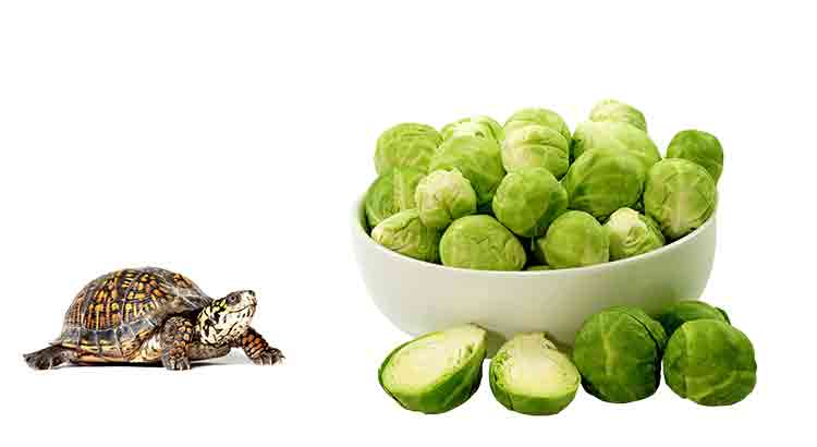 Can Tortoises Eat Brussels Sprouts? Are They Dangerous?