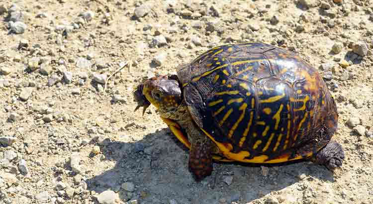Can Box Turtles Swim? (No, They Can’t, Here Is Why)