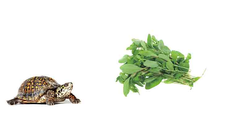 Can Tortoises Eat Arugula? Is It Dangerous?