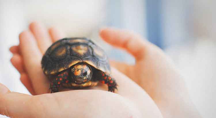 Can Tortoises Feel Their Shell? (+How Tortoises Feel Touch)