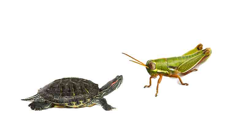 Can Turtles Eat Crickets? Are They Healthy?