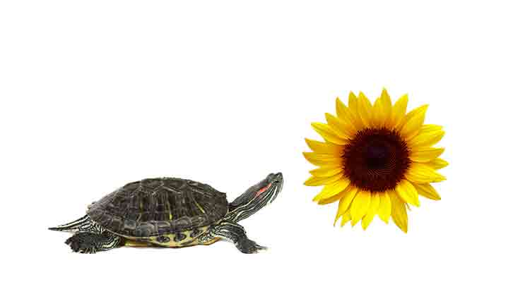 Can Turtles Eat Sunflower Leaves? Are They Dangerous?