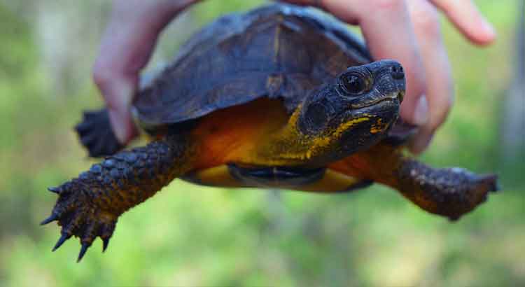 Can Turtles Feel Their Shell? (+How Turtles Feel Touch)
