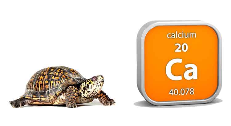 Do Turtles Need Calcium? (Beginners Guide)
