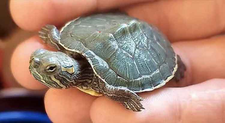 How to Take Care of Baby Red Eared Sliders