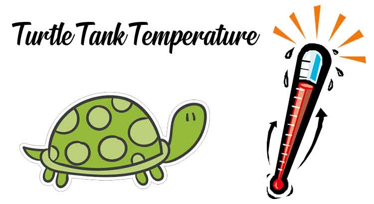 The Correct Turtle Tank Temperature (Beginners Guide)