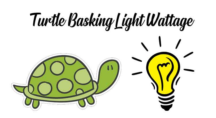 Turtle Basking Light Wattage