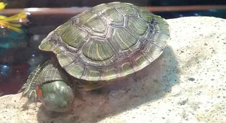 Why Is My Turtle Always Sleeping