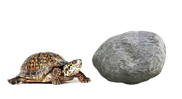 Why Is My Turtle Eating Rocks? (What It Means + What to Do)