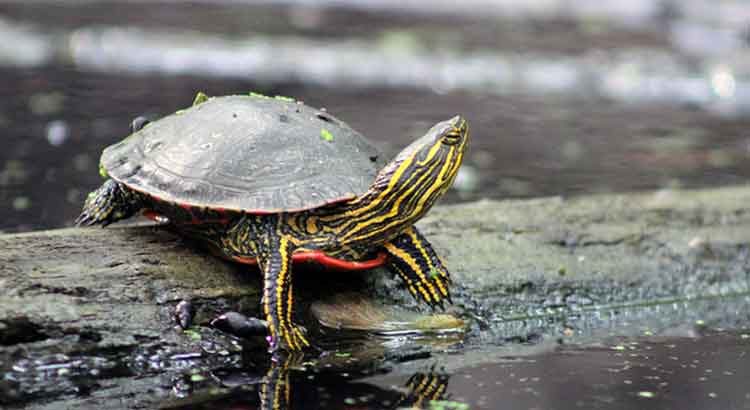 Why Is My Turtle Staying Out of the Water? (+How to Solve)