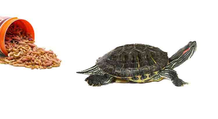 Reasons Why Your Red-Eared Slider Is Not Eating