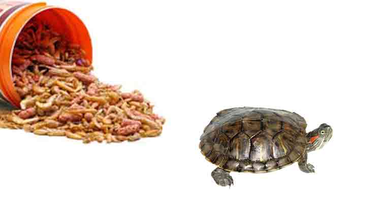Reasons Why Your Baby Turtle Is Not Eating