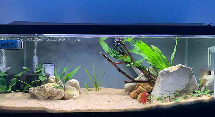 Best Sand for a Turtle Tank