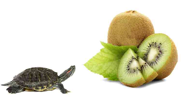 Can Turtles Eat Kiwi