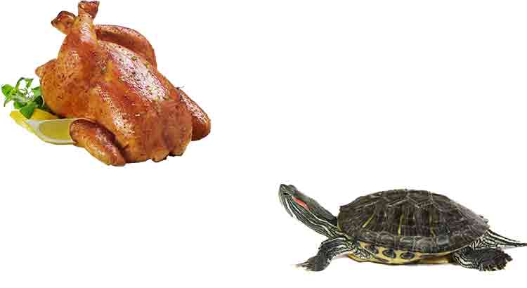 Can Turtles Eat Meat