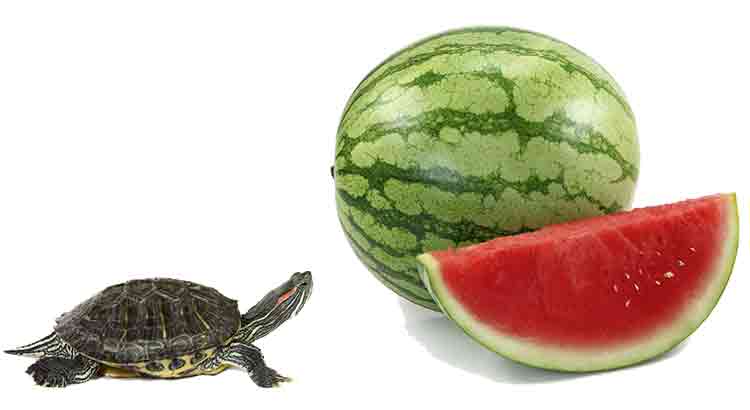 Can Turtles Eat Watermelon