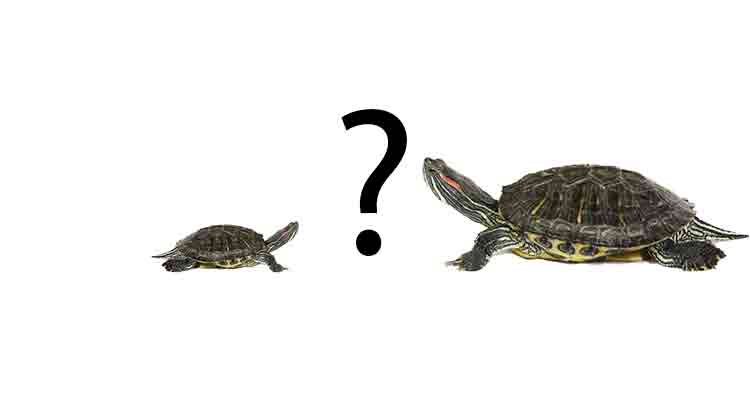 How Big Do Turtles Grow
