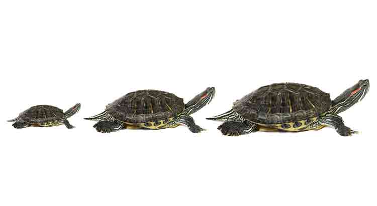 How Fast Do Turtles Grow