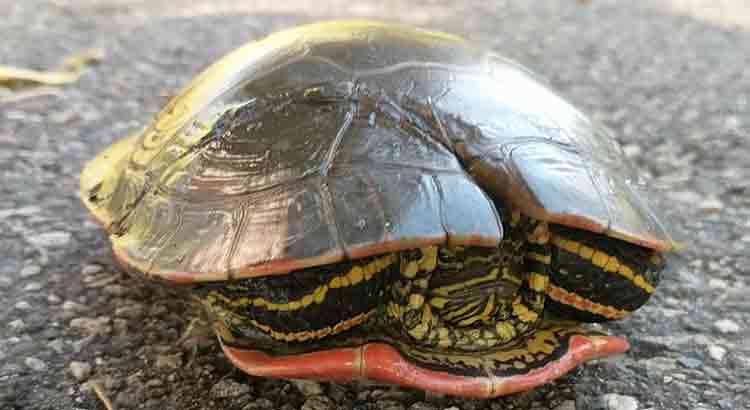 How Hard Is a Turtle Shell