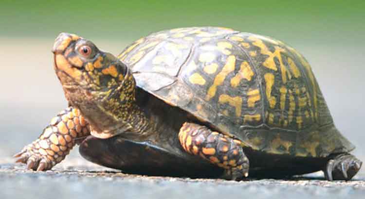 How Long Can Turtles Go Without Basking