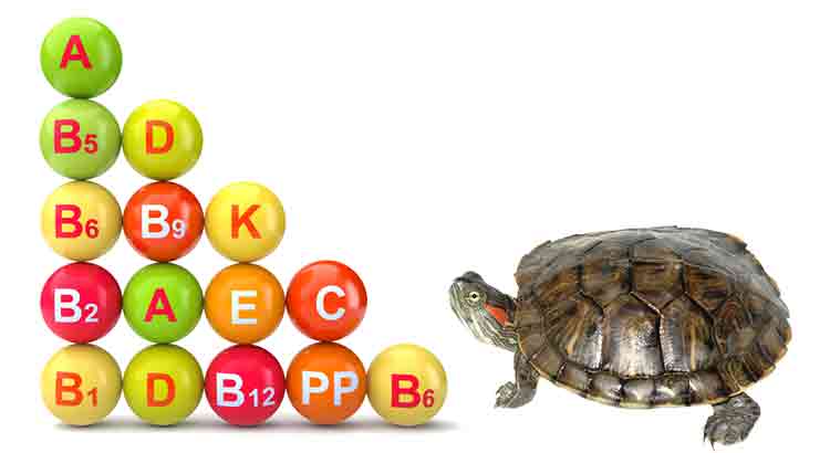 What Vitamins Do Turtles Need