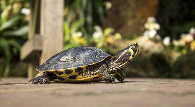 Why Do Turtles Move So Slow