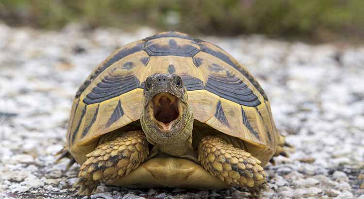 Why Your Turtle Keeps Its Mouth Open
