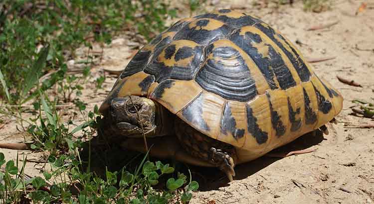 Can Pet Tortoises Survive in the Wild