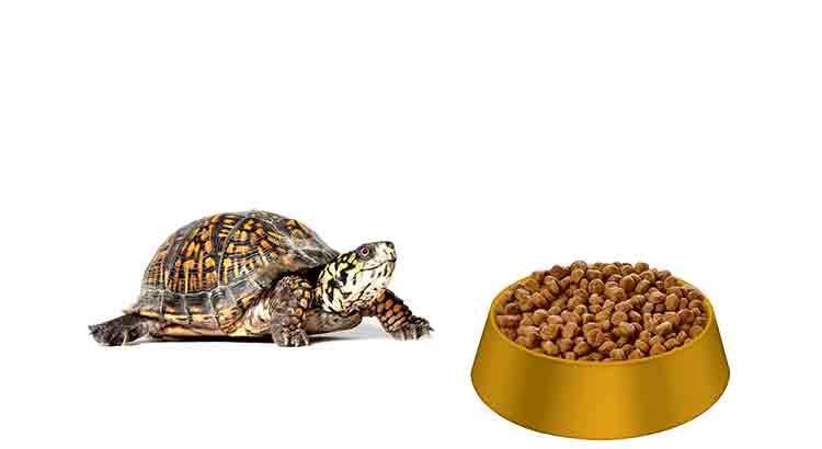 Can Tortoises Eat Cat Food
