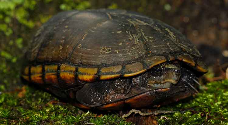 Can Turtles Sleep in the Dark