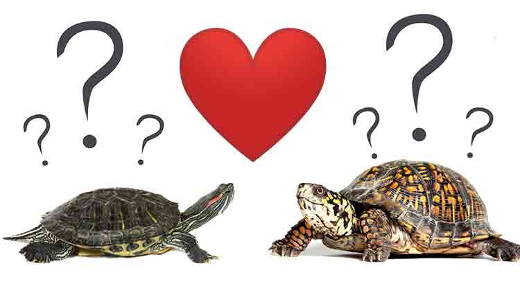 Can Turtles and Tortoises Mate