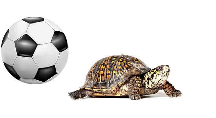 Do Tortoises Need Toys