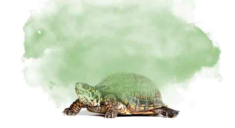 Do Tortoises Smell Bad
