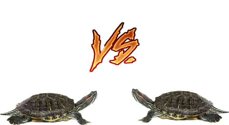 Do Turtles Bully Each Other