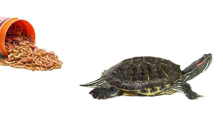 How Long Can Turtles Live Without Food