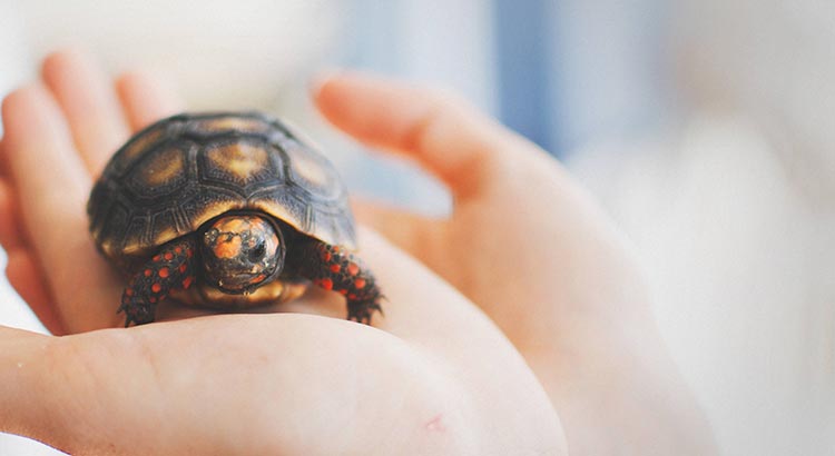 How Long Do Baby Turtles Sleep