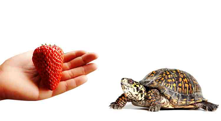 How to Feed a Tortoise