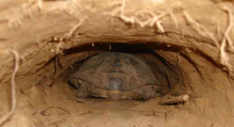 Reasons Why Tortoises Bury Themselves