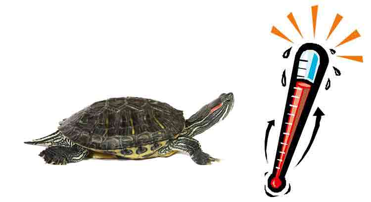 Red-Eared Slider Correct Temperatures