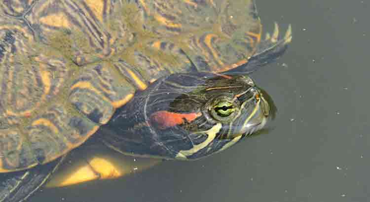 Why Is My Red-Eared Slider Not Basking