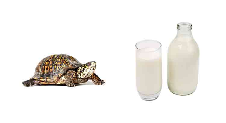 Can Tortoises Drink Milk