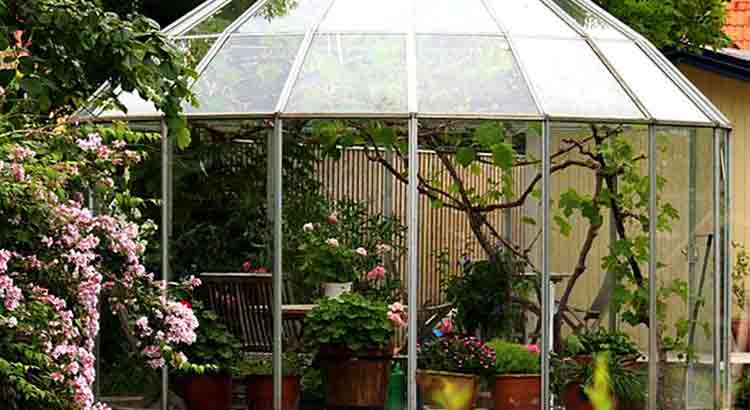Can Tortoises Live in a Greenhouse