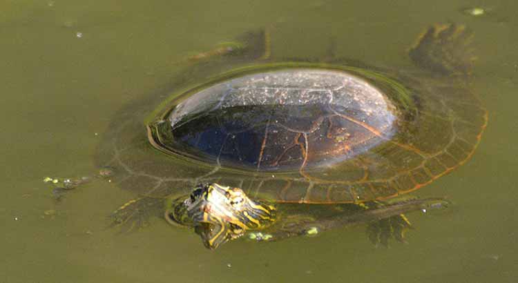 Can Turtles Lay Eggs in Water?