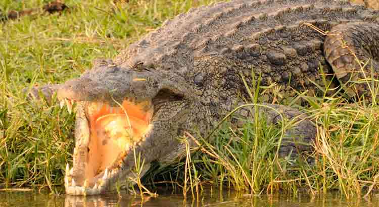 Do Crocodiles Eat Turtles